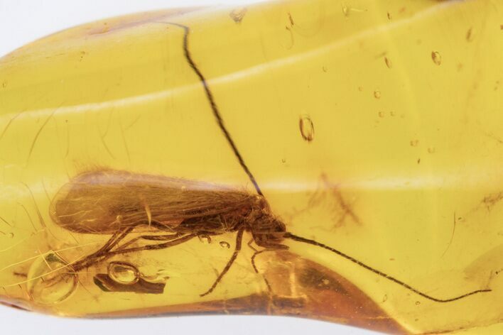 Detailed Fossil Caddisfly (Trichoptera) In Baltic Amber #310959